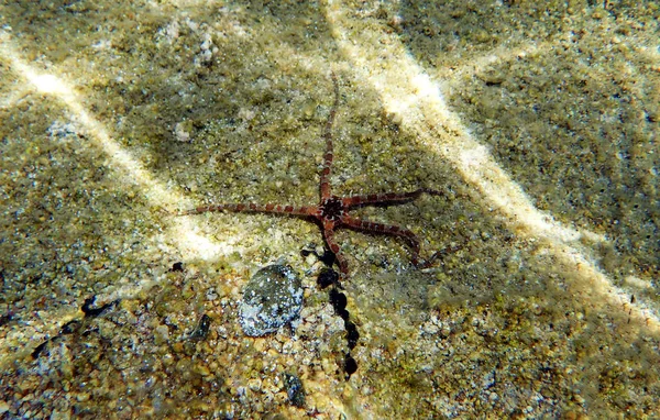 Glat Skør Stjerne Ophioderma Longicauda - Stock-foto