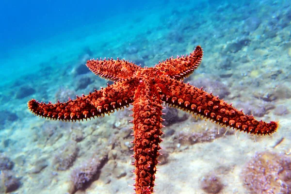 Středomořská Skalní Mořská Hvězda Coscinasterias Tenuispina — Stock fotografie