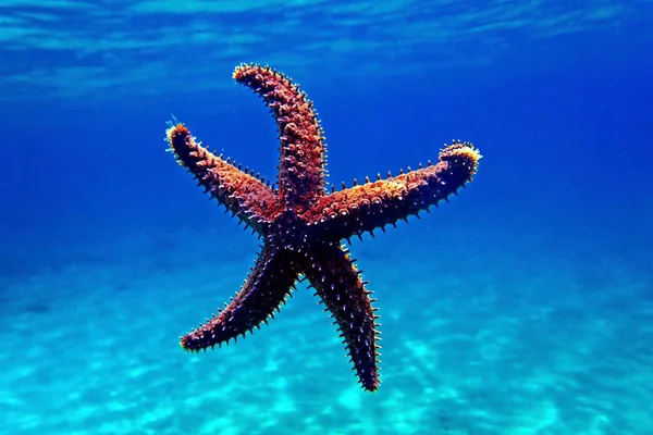 Mediterranean Rock Sea Star Coscinasterias Tenuispina Stock Photo