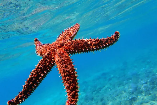 Mediterranean Rock Sea Star Coscinasterias Tenuispina Stock Picture