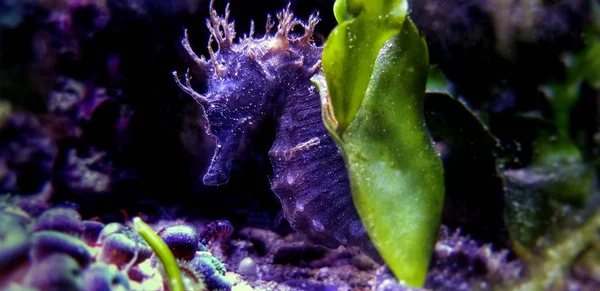 Profilo Cavalluccio Marino Mediterraneo Acquario Marino Hippocampus Guttulatus — Foto Stock