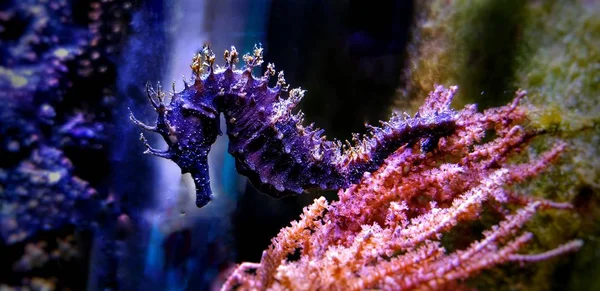 Profil Des Mediterranen Seepferdchens Meerwasser Aquarium Hippocampus Guttulatus — Stockfoto