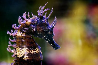 Tuzlu su akvaryum tankı Akdeniz Seahorse profili - Hipokampus guttulatus