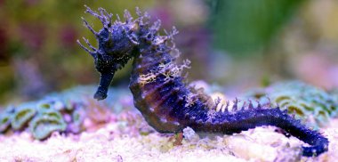 Tuzlu su akvaryum tankı Akdeniz Seahorse profili - Hipokampus guttulatus