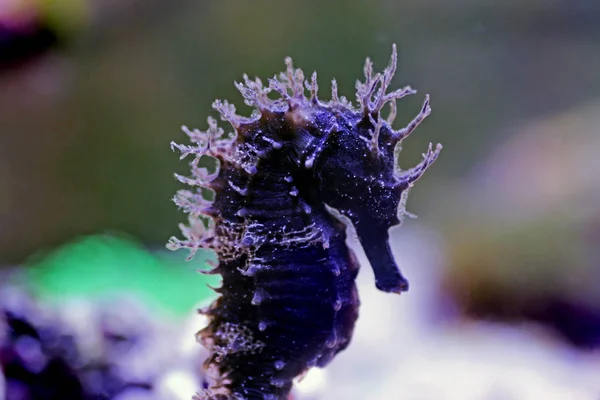 Profil För Mediterranean Seahorse Saltvattensakvarium Tank Hippocampus Guttulatus — Stockfoto