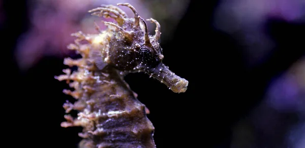 Perfil Mediterranean Seahorse Saltwater Aquarium Tank Hippocampus Guttulatus — Fotografia de Stock