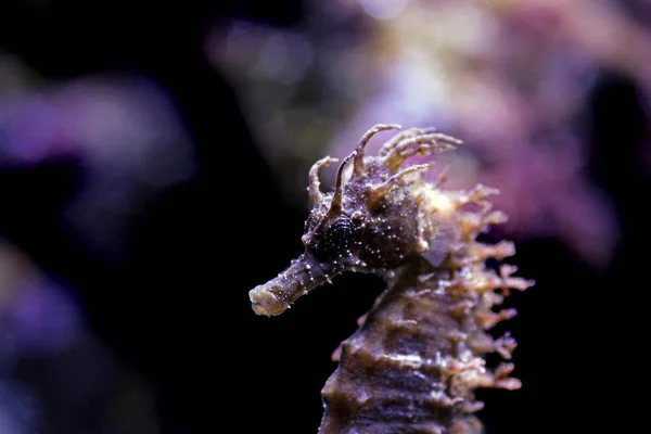 Profile Mediterranean Seahorse Saltwater Aquarium Tank Hippocampus Guttulatus — Stock Photo, Image