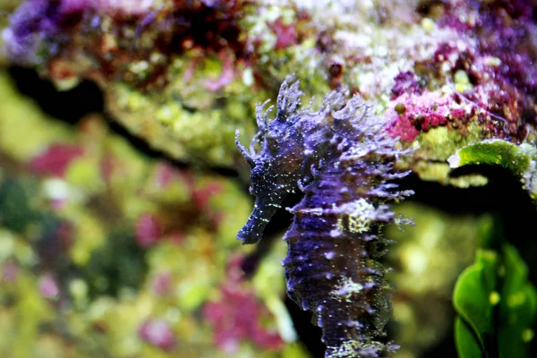 Perfil Del Caballito Mar Mediterráneo Acuario Agua Salada Hippocampus Guttulatus —  Fotos de Stock