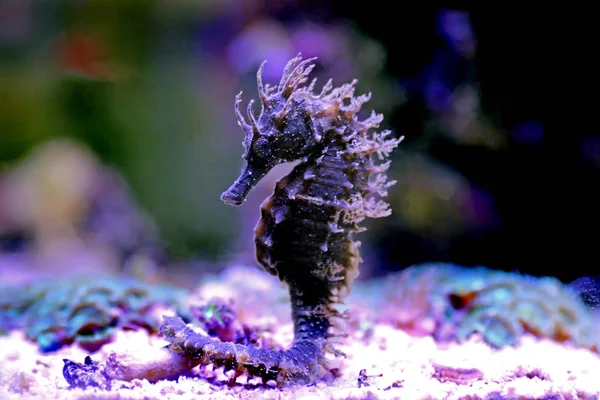 Profil Śródziemnomorskiego Seahorse Akwarium Saltwater Hippocampus Guttulatus — Zdjęcie stockowe