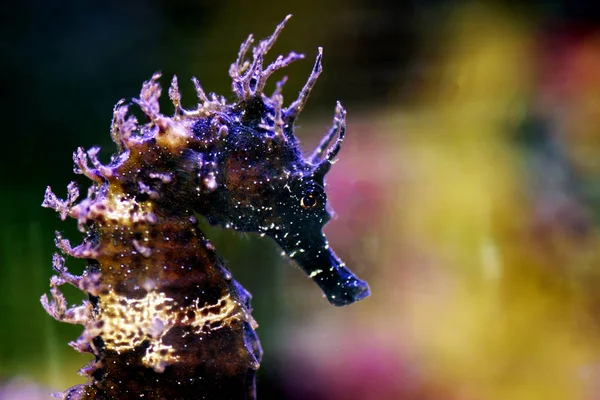 Profilja Földközi Tenger Seahorse Tengeri Akvárium Tartály Hippocampus Guttulatust — Stock Fotó