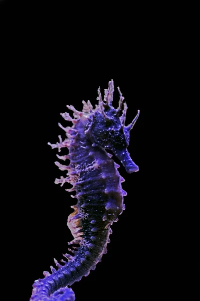 Profiel Van Mediterrane Seahorse Zoutwater Aquarium Tank Hippocampus Guttulatus — Stockfoto