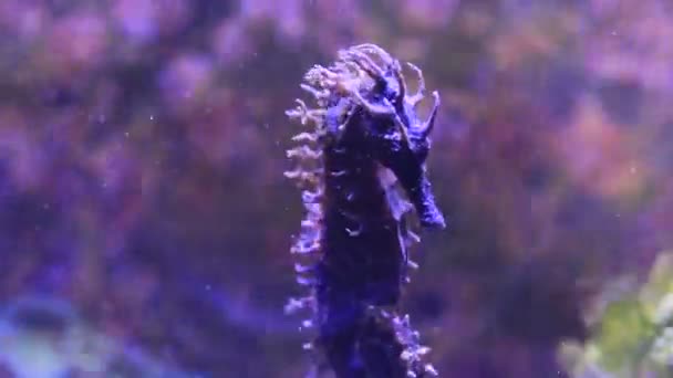 Vídeo Caballito Mar Mediterráneo Tanque Acuario Arrecife Hippocampus Guttulatus — Vídeos de Stock