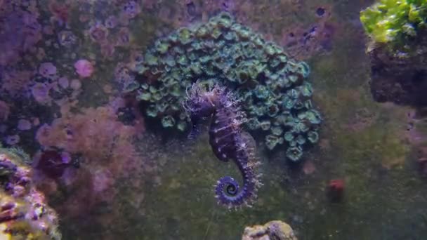 Video Medelhavet Seahorse Reef Akvarium Tank Hippocampus Guttulatus — Stockvideo