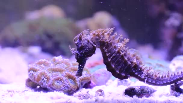 Wideo Śródziemnomorskiego Seahorse Zbiorniku Akwarium Reef Hippocampus Guttulatus — Wideo stockowe