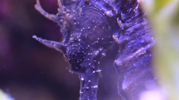 Videó Földközi Tenger Seahorse Reef Aquarium Tank Hippocampus Guttulatust — Stock videók