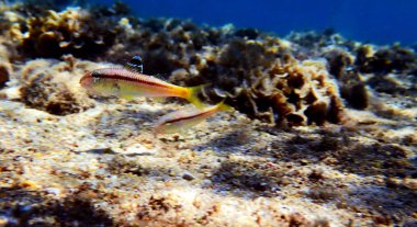 Çilli renkli keçi balığı - (Upeneus tragula)