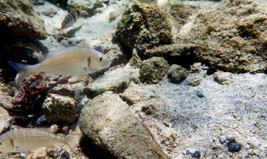 Yaldız kafaçip Balık, sualtı ateş