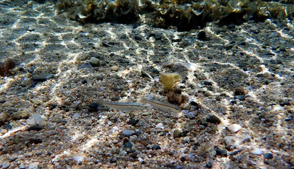 Pez Cabra Pecoso Colorido Upeneus Tragula —  Fotos de Stock