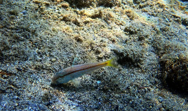 Pez Cabra Pecoso Colorido Upeneus Tragula — Foto de Stock