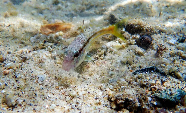 Peixe Cabra Colorido Sardento Upeneus Tragula — Fotografia de Stock