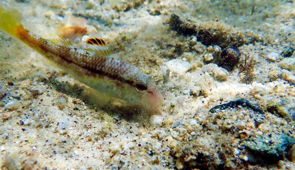Peixe Cabra Colorido Sardento Upeneus Tragula — Fotografia de Stock