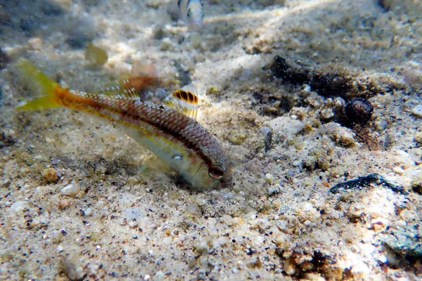 Piegowaty Kolorowy Kozła Upeneus Tragula — Zdjęcie stockowe