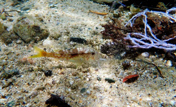 Çilli Renkli Keçi Balığı Upeneus Tragula — Stok fotoğraf