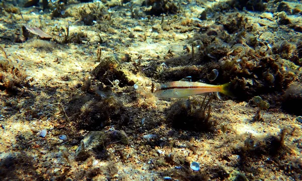 Pez Cabra Pecoso Colorido Upeneus Tragula — Foto de Stock