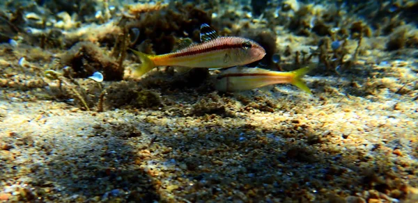 Freckled Colorful Goatfish Upeneus Tragula — Stock Photo, Image