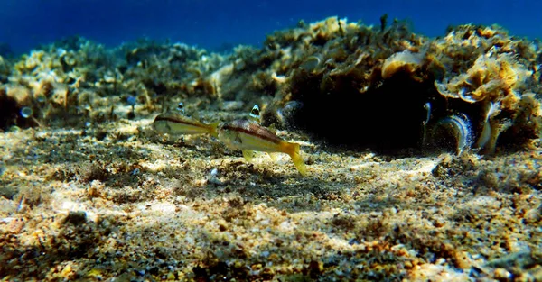 Pez Cabra Pecoso Colorido Upeneus Tragula — Foto de Stock