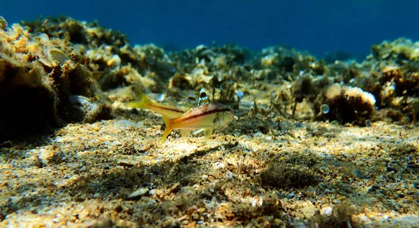 Pez Cabra Pecoso Colorido Upeneus Tragula — Foto de Stock