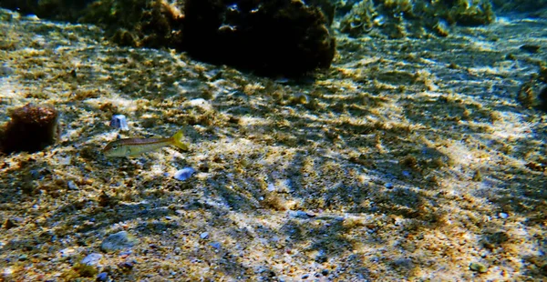 Pesce Capra Colorato Macinato Upeneus Tragula — Foto Stock