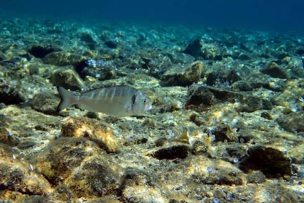 Dorada Cabeza Dorada Peces Brote Submarino — Foto de Stock