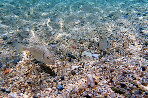 Gilt Head Bream Fish Underwater Shoot — Stock Photo, Image