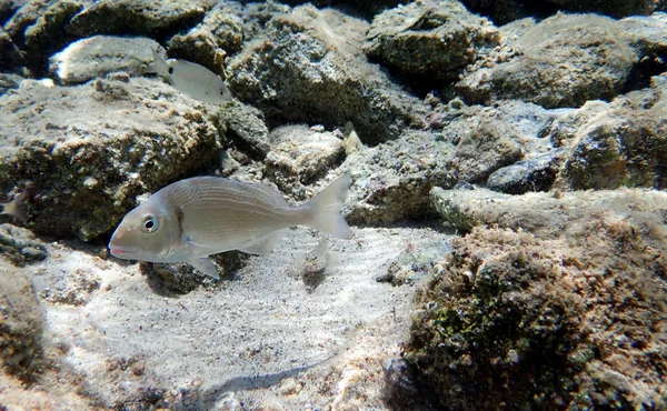 Gilt Head Bream Fish Underwater Shoot — Stock Photo, Image