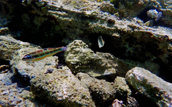 Ornate Wrasse Thalassoma Pavo — Stock Photo, Image