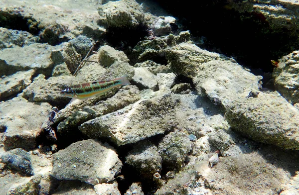 Den Utsmyckade Wrasse Thalassoma Pavo — Stockfoto