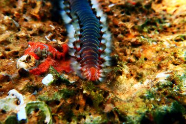Kırmızı Akdeniz Ateş Kurdu - Hermodice carunculata