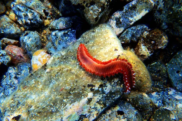 Röd Medelhavet Fireworm Hermodice Carunculata — Stockfoto