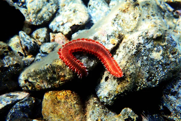Vörös Mediterrán Fireworm Hermodice Carunculata — Stock Fotó
