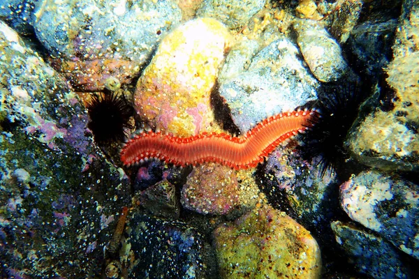 Red Mediterranean Fireworm Hermodice Carunculata - Stock-foto
