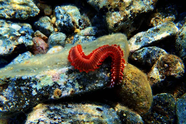 Red Mediterranean Fireworm Hermodice Carunculata — Stock Photo, Image