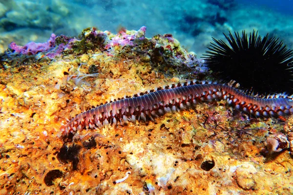 Vörös Mediterrán Fireworm Hermodice Carunculata — Stock Fotó