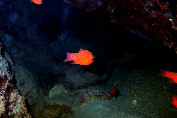 Червоний Середземноморський Cardinalfish Apogon Imberbis — стокове фото