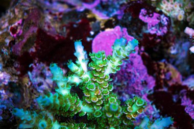 Resif akvaryum tankında Acropora sp. kısa taşlı mercan