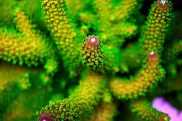 Acropora Korte Steenachtige Koraal Reef Aquarium Tank — Stockfoto