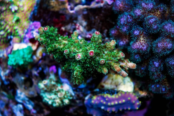 珊瑚礁水族馆水箱中的雅典科波拉短石珊瑚 — 图库照片
