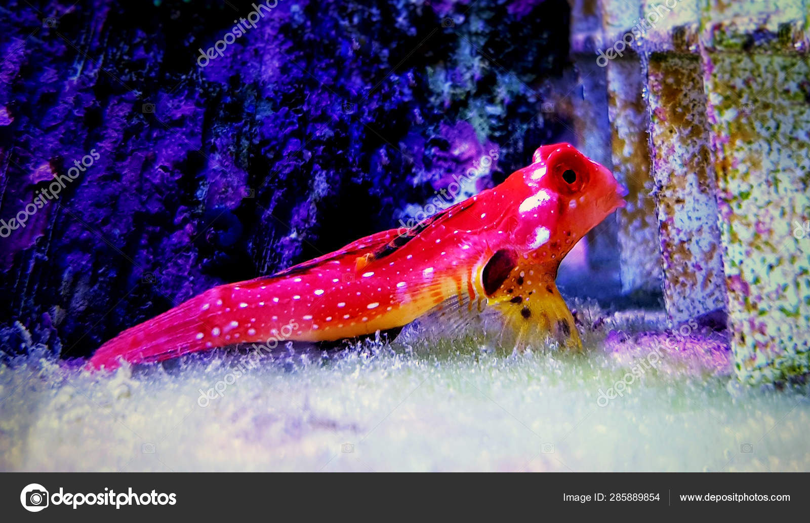 Ruby Red Dragonet Saltwater Fish Stock by ©Vojce 285889854