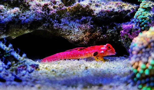 Ruby Red Sjökock Saltvattensfisk — Stockfoto