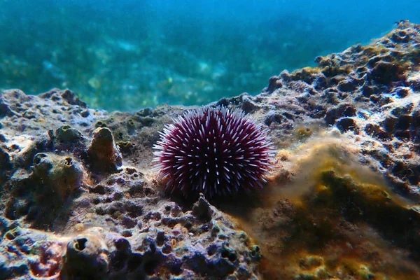 Erizo Mar Púrpura Mediterráneo Submarino Sphaerechinus Granularis —  Fotos de Stock